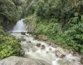 Sendero entre la exuberante vegetaci�n de los Jardines de Mandor en Aguas Calientes.