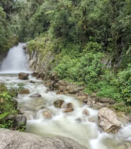 Sendero entre la exuberante vegetaci�n de los Jardines de Mandor en Aguas Calientes.