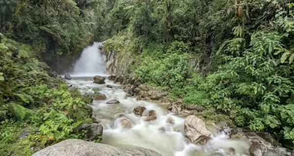 Sendero entre la exuberante vegetaci�n de los Jardines de Mandor en Aguas Calientes.