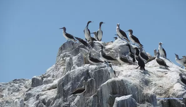 Colonias de aves marinas descansando sobre las rocas de Isla Blanca, uno de los mayores atractivos ecológicos del lugar.