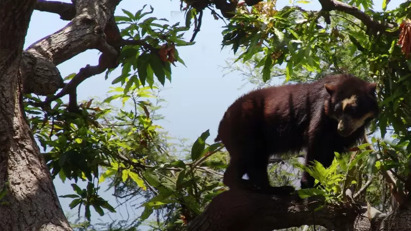 Oso de anteojos en reserva ecológica chaparrí