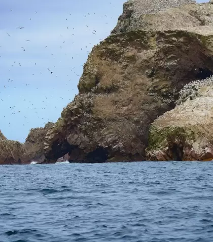 Lobos marinos y aves guaneras en las Islas Ballestas, frente a la costa de Paracas