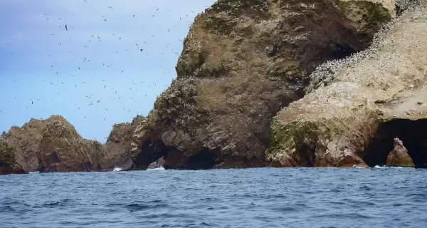 Lobos marinos y aves guaneras en las Islas Ballestas, frente a la costa de Paracas