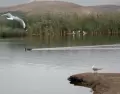 Humedal con tranquilidad acu�tica y aves silvestres en uno de los espejos de agua de Ventanilla