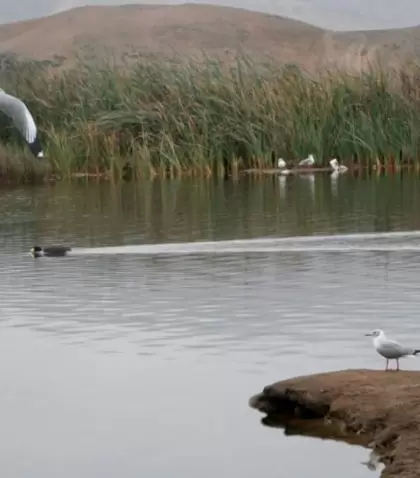Humedal con tranquilidad acu�tica y aves silvestres en uno de los espejos de agua de Ventanilla