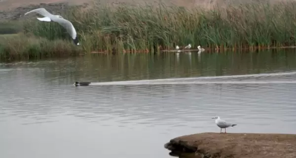 Humedal con tranquilidad acu�tica y aves silvestres en uno de los espejos de agua de Ventanilla