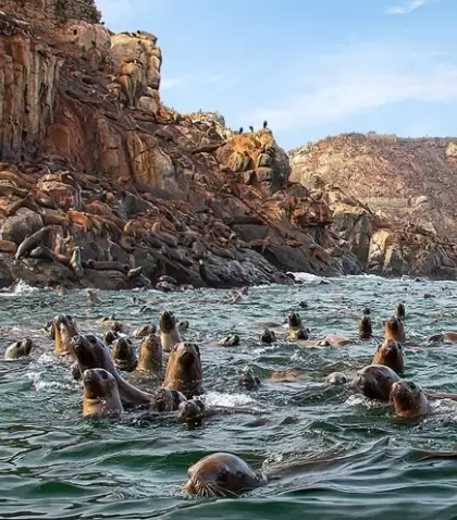 Numerosa colonia de lobos marinos en las rocas de las Islas Palomino, frente al puerto del Callao
