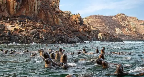 Numerosa colonia de lobos marinos en las rocas de las Islas Palomino, frente al puerto del Callao