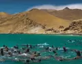 Paracas combina playas naturales, fauna marina y rutas esc�nicas en uno de los paisajes costeros m�s impactantes del Per�.