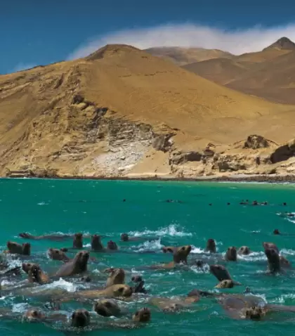 Paracas combina playas naturales, fauna marina y rutas esc�nicas en uno de los paisajes costeros m�s impactantes del Per�.