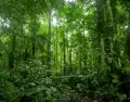 Lamas combina cultura viva y naturaleza amaz�nica en uno de los destinos m�s aut�nticos de la Selva Alta.