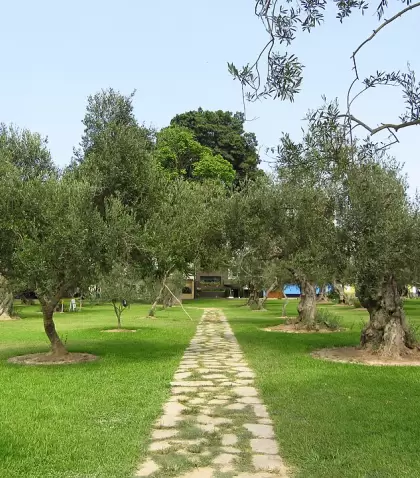 Bosque El Olivar, con senderos y olivos inolvidables, en San Isidro.