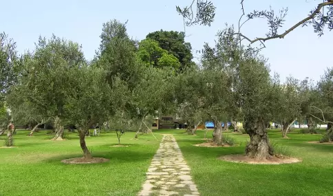 Bosque El Olivar, con senderos y olivos inolvidables, en San Isidro.