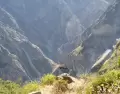 Mirador Cruz del C�ndor, el punto m�s famoso del Ca��n del Colca para observar el vuelo del c�ndor andino en horas tempranas.