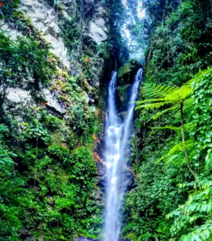 La Catarata de Ahuashiyacu, rodeada de vegetaci�n en la Selva Alta peruana.