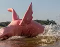 Delf�n rosado en la Amazon�a: uno de los avistamientos m�s emblem�ticos durante el a�o.