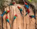 Guacamayos en collpa dentro del Parque Nacional del Manu.
