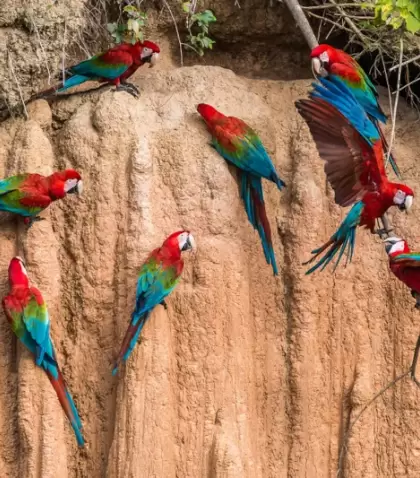 Guacamayos en collpa dentro del Parque Nacional del Manu.