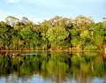 Selva amaz�nica en abril: lluvias breves, r�os llenos y naturaleza en su m�ximo esplendor.