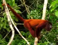 Mono aullador entre la vegetaci�n: la fauna amaz�nica se vuelve m�s activa en abril.