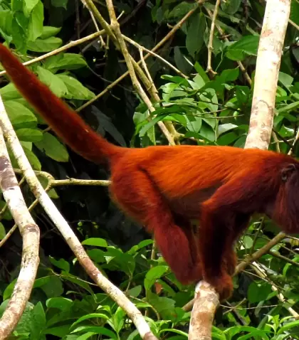 Mono aullador entre la vegetaci�n: la fauna amaz�nica se vuelve m�s activa en abril.