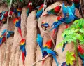 Guacamayos en collpas: abril intensifica colores, sonidos y vida amaz�nica.