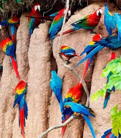 Guacamayos en collpas: abril intensifica colores, sonidos y vida amaz�nica.