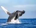 Avistamiento de ballenas en agosto en la Costa Norte de Per�.